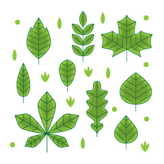 Flat line design autumn leaves. Set of green vector differently shaped linear leaves.