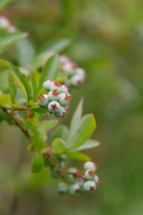 twig of Unripe big blue berry fruit