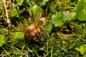 Common Cockchafer (Melolontha melolontha)