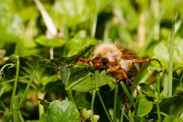 Common Cockchafer (Melolontha melolontha)
