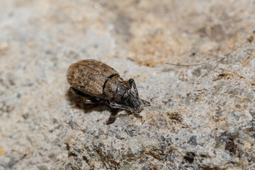 Black Vine Weevil - Otiorhynchus sulcatus