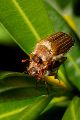 Common Cockchafer (Melolontha melolontha)