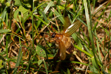 Common Cockchafer (Melolontha melolontha)