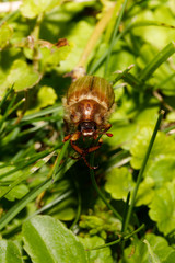 Common Cockchafer (Melolontha melolontha)