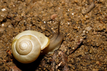 yellow small garden snail on ground