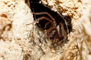 garden spider in the Liocranidae family