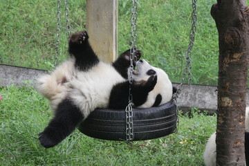Naklejka premium Cute fluffy panda cub is playing tire swing in Chongqing, China