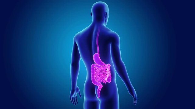 Stomach and Intestine with Body