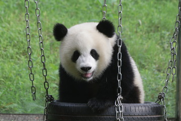 Cute fluffy panda cub is playing tire swing in Chongqing, China