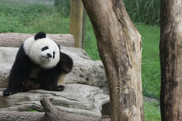 Fototapeta premium Cute fluffy panda cub is playing tire swing in Chongqing, China
