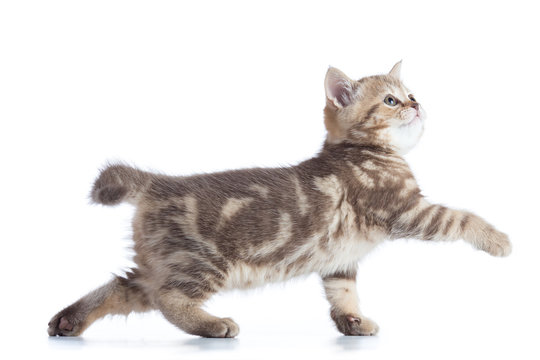 scottish cat kitten walking isolated on white background