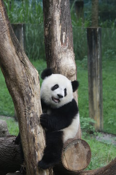 Cute fluffy panda cub in Chongqing, China
