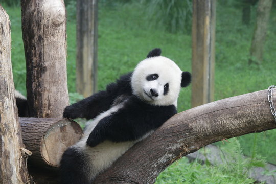 Cute fluffy panda cub in Chongqing, China