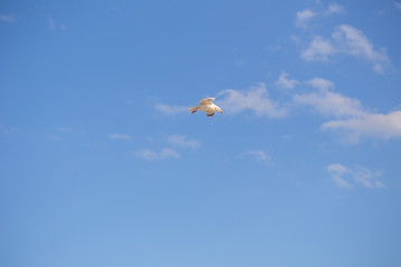 Fliegende Möwe am blauen Himmel