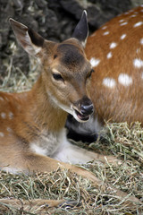 Fototapeta premium A young fawn smiling and looking cute