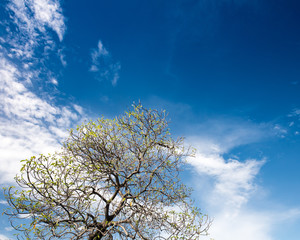 blue sky trees summer green landscape field background sunny grass nature