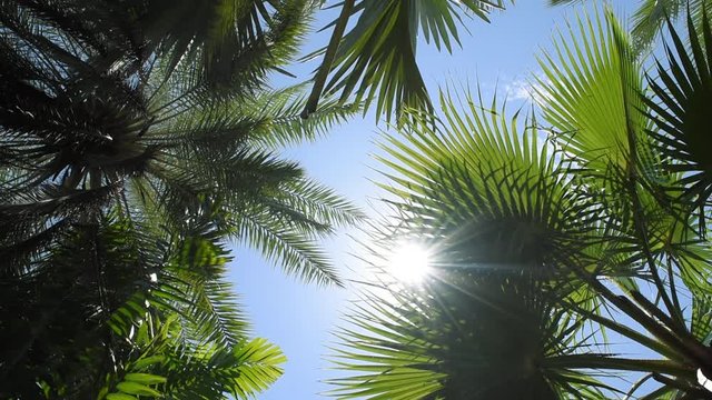 tropical leaves illuminated by sun light, natural background