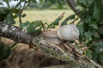 escargot sur une branche