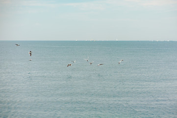 Free beautiful birds fly in the sky over the sea
