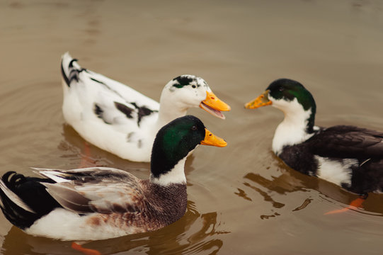 A group of ducks swim on the water