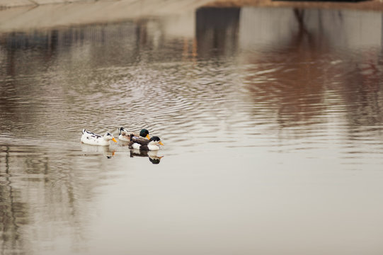 A group of ducks swim on the water