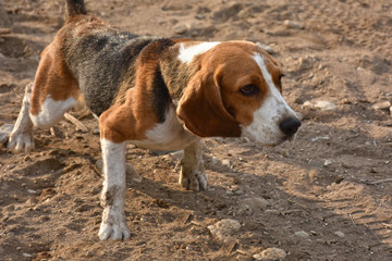 A small but very strong and brave dog beagle