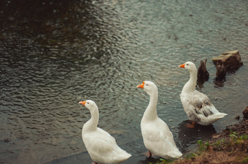 Three Beautiful White gooses in a lake cleaning the feathers