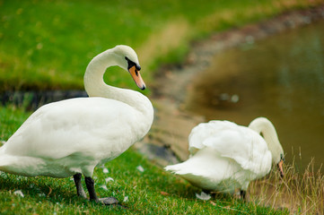 Beautiful white swans on the river bank