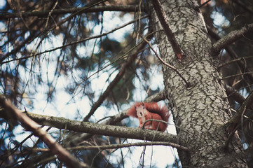 Little red squirrel running in the park