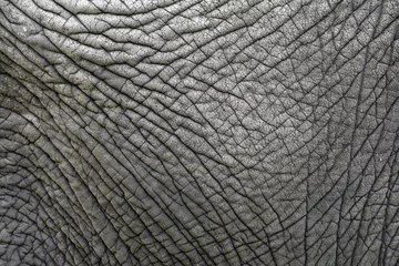 Poster Olifant De huidtextuur van een oude olifant