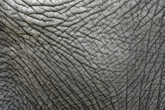 The skin texture of an old elephant
