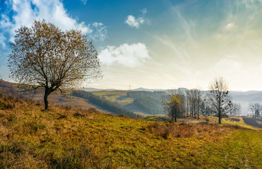 Obraz na płótnie Canvas trees on hillside on beautiful autumn morning