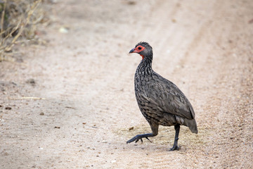 Swainson's Spurfowl