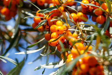 Ripe sea buckthorn berries on a branch - obrazy, fototapety, plakaty