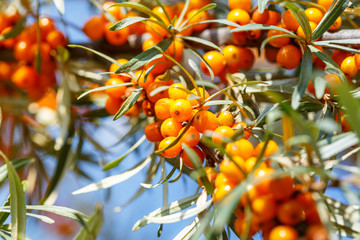 Ripe sea buckthorn berries on a branch - obrazy, fototapety, plakaty