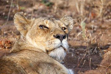 Lioness