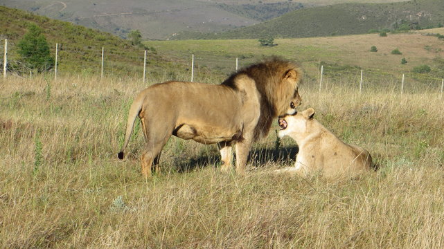 Lions in Love, cuddling in the morning sun