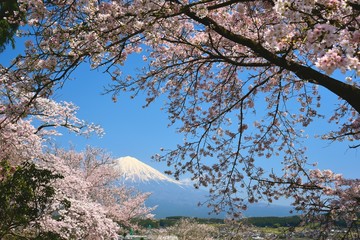 富士山と桜