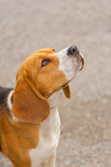 Beagle dog close-up