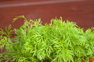 Growing fresh dills in a pot