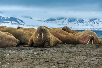 Walrus ( Odobenus rosmarus )