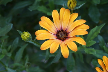 gerbera yellow