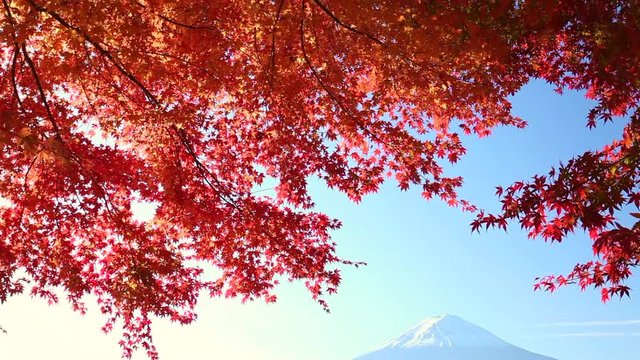 富士山と赤い椛