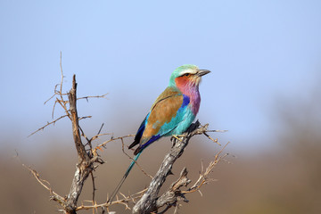 Lilac Breased Roller