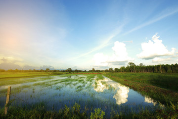 Fototapeta na wymiar Flooding rice field landscape