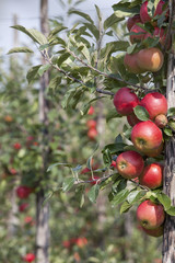 Obraz premium red ripe apples on tree in dutch orchard in holland