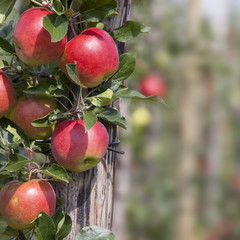 red ripe apples on tree in dutch orchard in holland