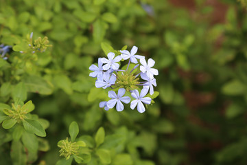 Beautiful flowers with green leaves, the brightness of nature.