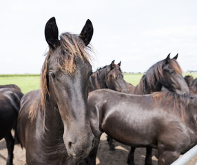 closeup of dark brown horse heads in dutch meadow in holland