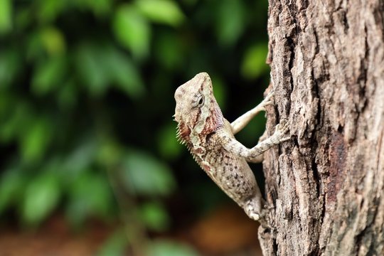 chameleon lizard